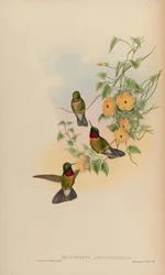 Heliangelus amethysticollis
